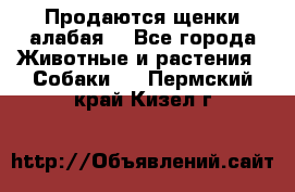 Продаются щенки алабая  - Все города Животные и растения » Собаки   . Пермский край,Кизел г.